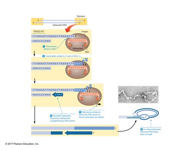 Mechanism of telomerase action and telomere structure