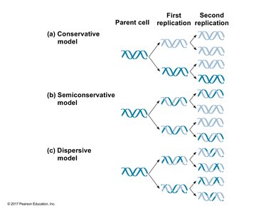 Models of DNA replication: conservative, semiconservative, dispersive