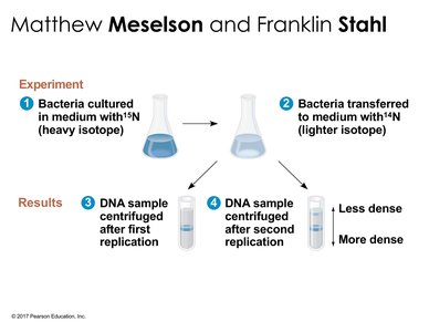 Meselson-Stahl experiment setup and results