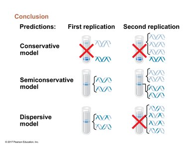 Conclusion of Meselson-Stahl experiment