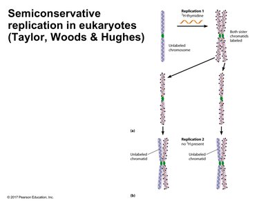 Semiconservative replication in eukaryotes
