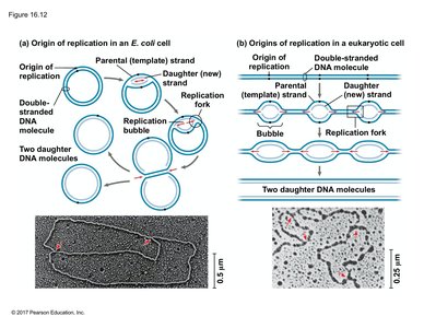 Origins of replication in E. coli and eukaryotes