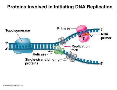Proteins involved in initiating DNA replication