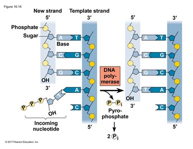 DNA polymerase catalyzing nucleotide addition