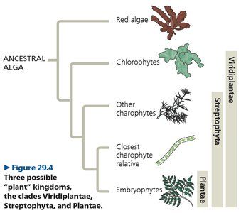 Phylogenetic tree of green plants and their relatives