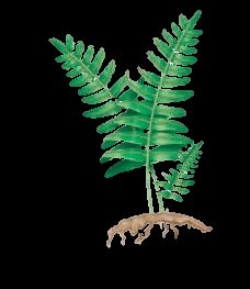 Diagram of alternation of generations in plants