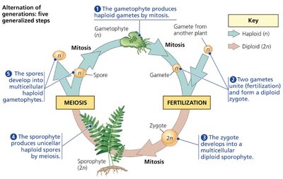 Five steps of alternation of generations in plants