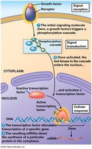 Nuclear response: gene activation