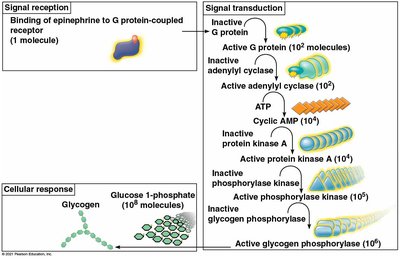 Signal amplification in epinephrine pathway