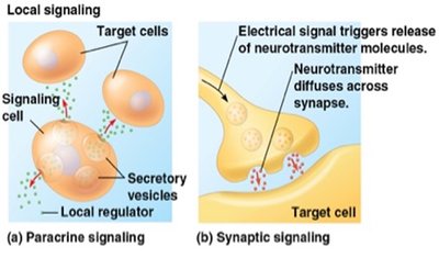 Paracrine and synaptic signaling