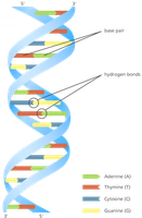 Nucleotide structure and DNA bases