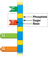 DNA double helix structure