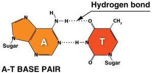Base pairing in DNA