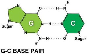 A-T and G-C base pairs with hydrogen bonds