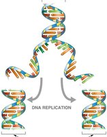 DNA replication fork