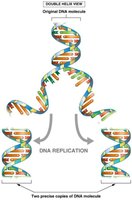 Semi-conservative DNA replication