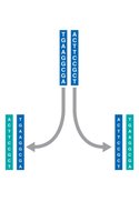 Base pairing during DNA replication