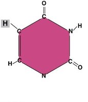 RNA structure and uracil base