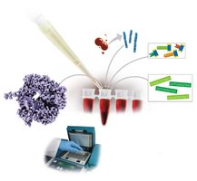 PCR reaction ingredients