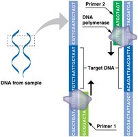 PCR primers and DNA polymerase