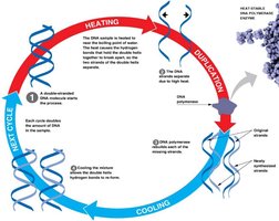 PCR cycle diagram