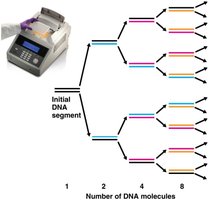 PCR amplification over cycles