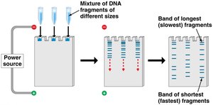 Gel electrophoresis process
