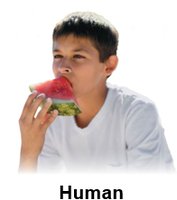 Cell with labeled nucleus and cytoplasm