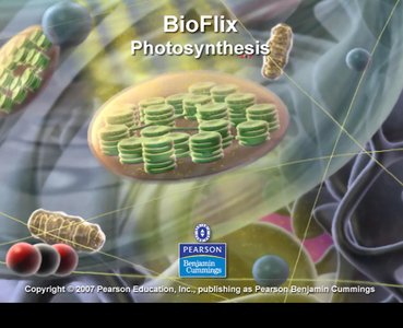 Overview of light reactions and Calvin cycle
