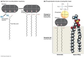 Fats and phospholipids structure and formation