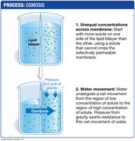 Osmosis across a selectively permeable membrane