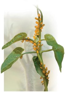 Aphids on a plant stem