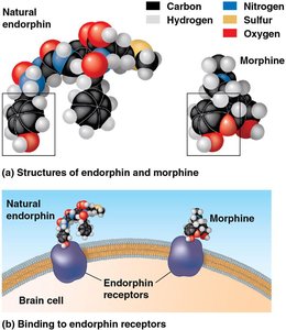 Molecular mimicry: endorphin and morphine