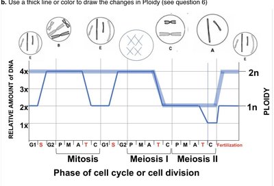 Graph showing changes in ploidy and DNA content during mitosis and meiosis