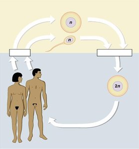 Human life cycle showing meiosis and fertilization