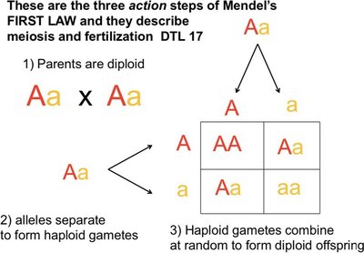 Punnett square for a monohybrid cross