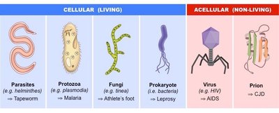 Types of pathogens: cellular and acellular