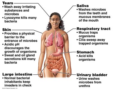 Physical and chemical barriers of innate immunity