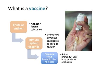 Diagram explaining how vaccines work