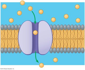Facilitated diffusion through a membrane protein