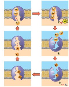 Sodium-potassium pump cycle
