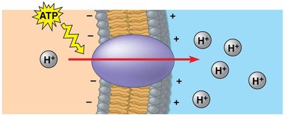 Proton pump generating membrane potential