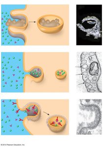 Types of endocytosis: phagocytosis, pinocytosis, and receptor-mediated endocytosis