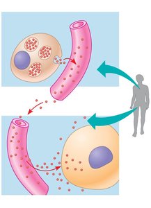 Endocrine (hormonal) signaling: hormone travels in bloodstream to target cell
