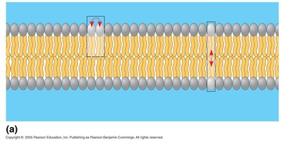 Lateral movement and flip-flop of phospholipids in the membrane