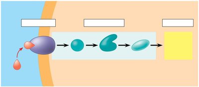 Transduction and response: relay molecules and activation of cellular response