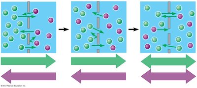 Diffusion of two different molecules across a membrane