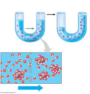 Osmosis: movement of water across a selectively permeable membrane