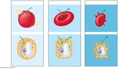 Effects of tonicity on animal and plant cells