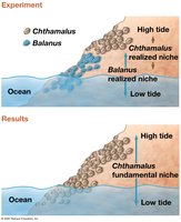 Fundamental vs. realized niche in barnacles